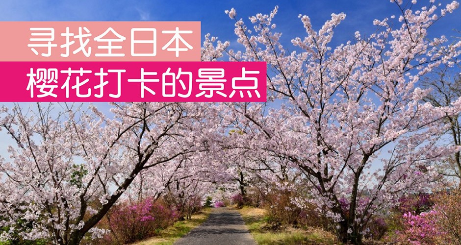 寻找全日本樱花打卡的景点